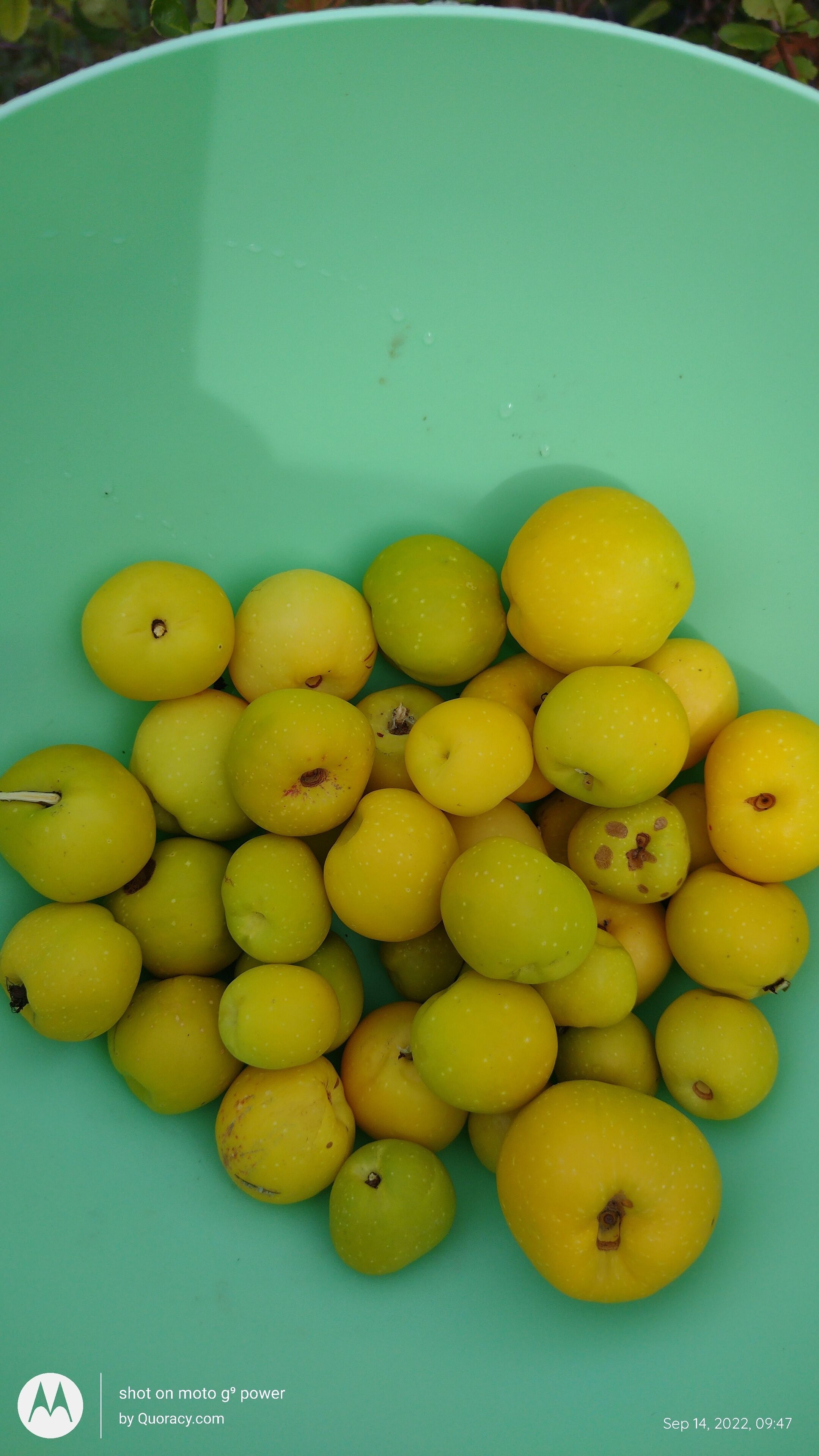 Un tazón grande y verde lleno de frutas amarillas.