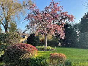 A garden with a prominent flowering tree, neatly trimmed hedges, and a well-maintained lawn.