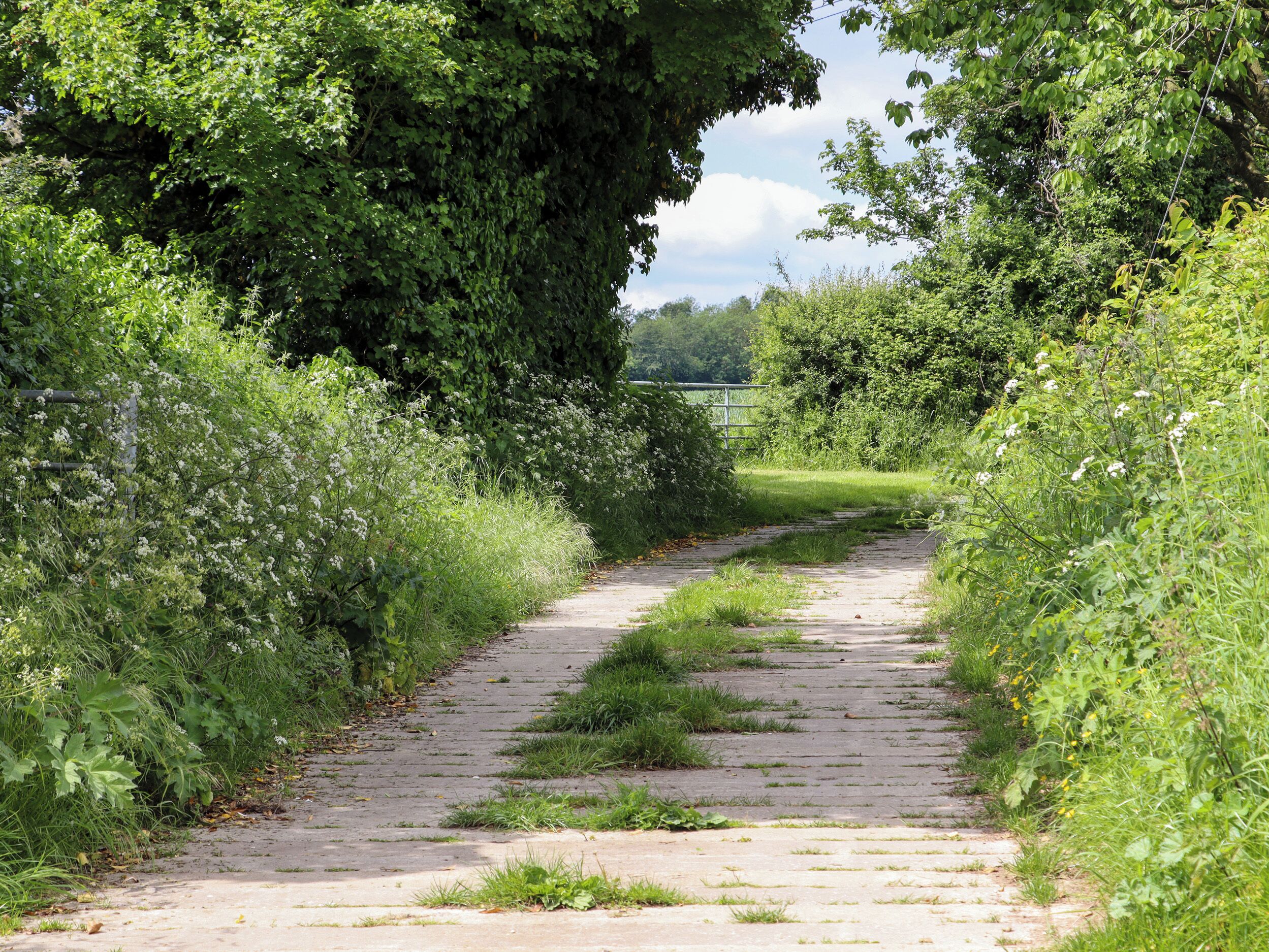 A narrow, paved pathway surrounded by lush greenery and trees.