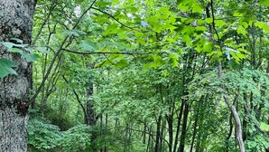 Uma área de estar circular com lareira cercada por cadeiras, localizada em área arborizada com árvores e um caminho de terra.