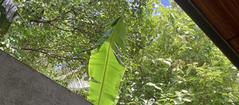 Amba kola