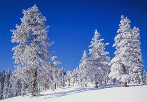 Ett snöigt landskap med höga, snötäckta träd och en klarblå himmel.
