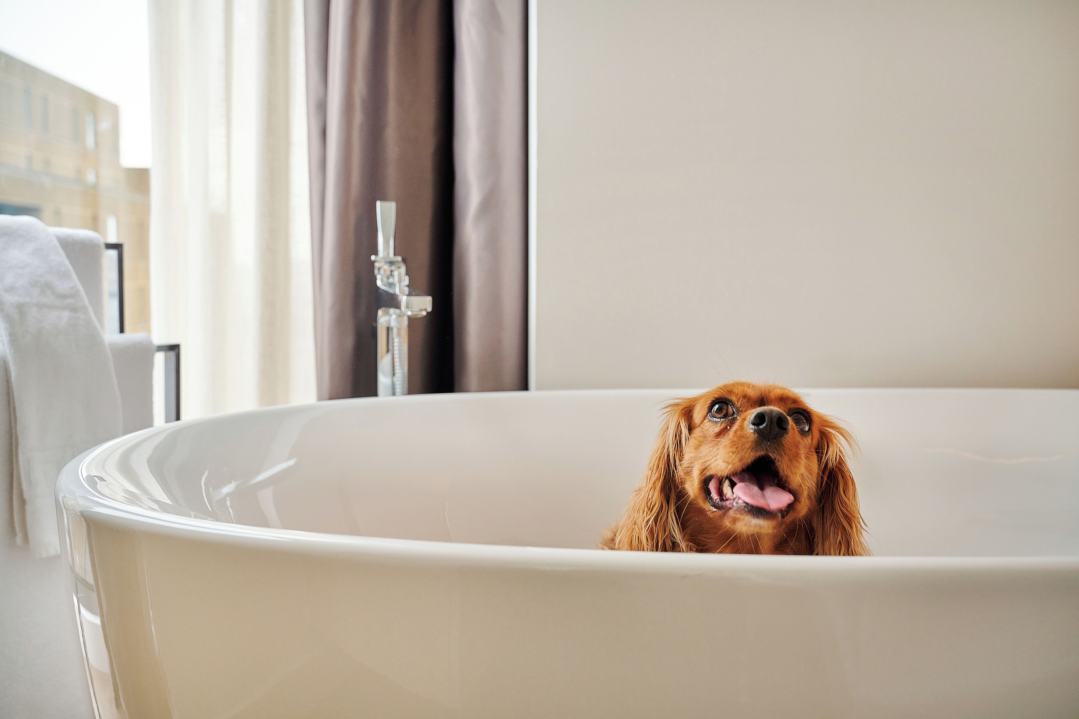 A dog in a bathtub with a modern bathroom setting.