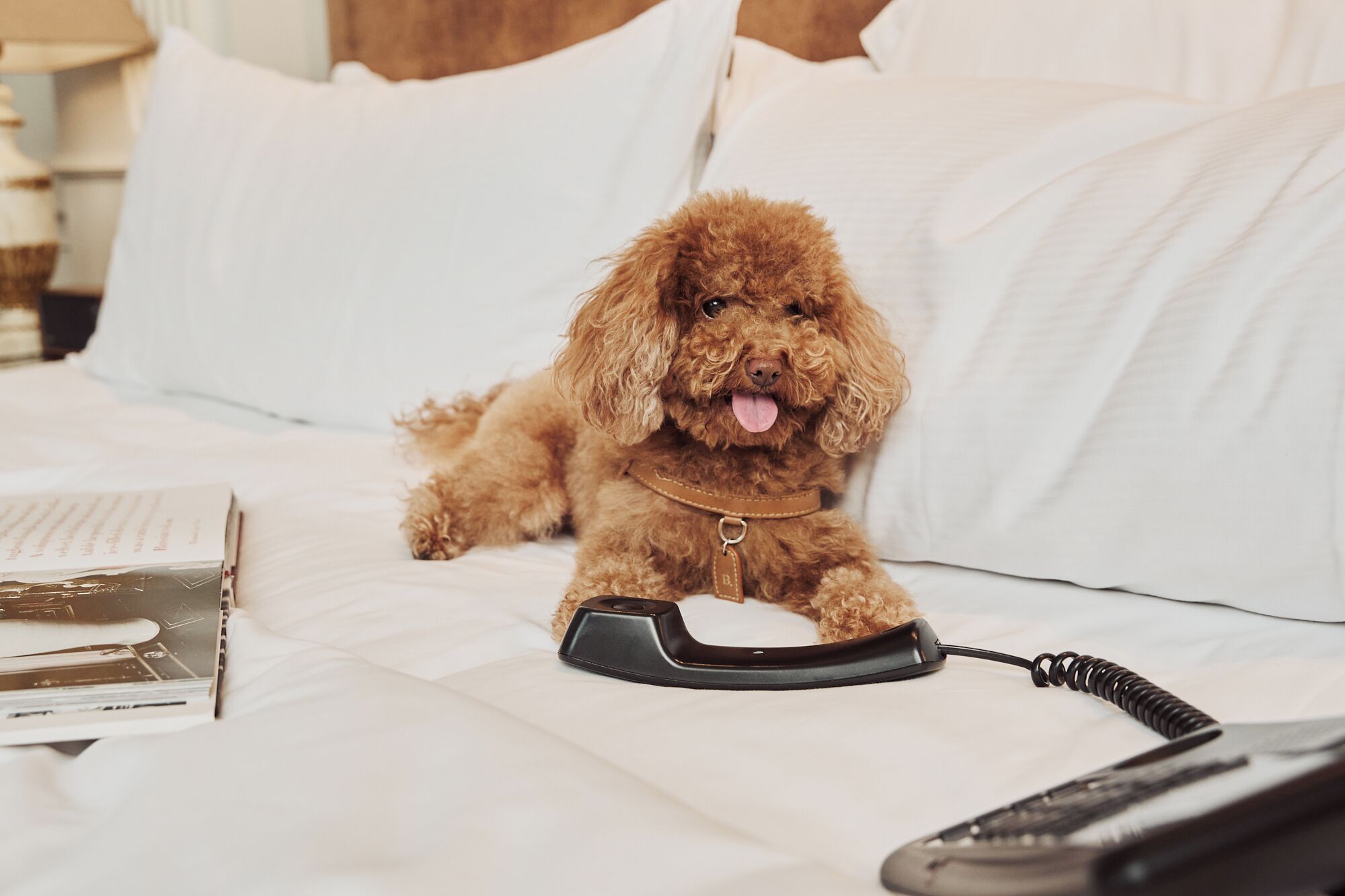 A small brown dog lying on a bed with a remote control and a book nearby.