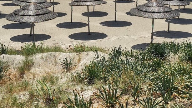 Una playa con numerosas sombrillas de paja y una vista despejada del océano.