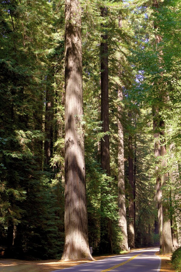 A road flanked by tall trees in a forested area. - Cozy Oceanview!by OceanviewHotTubs Tesla Charging Oceanfront! Shelter Cove, CA (Whitethorn)