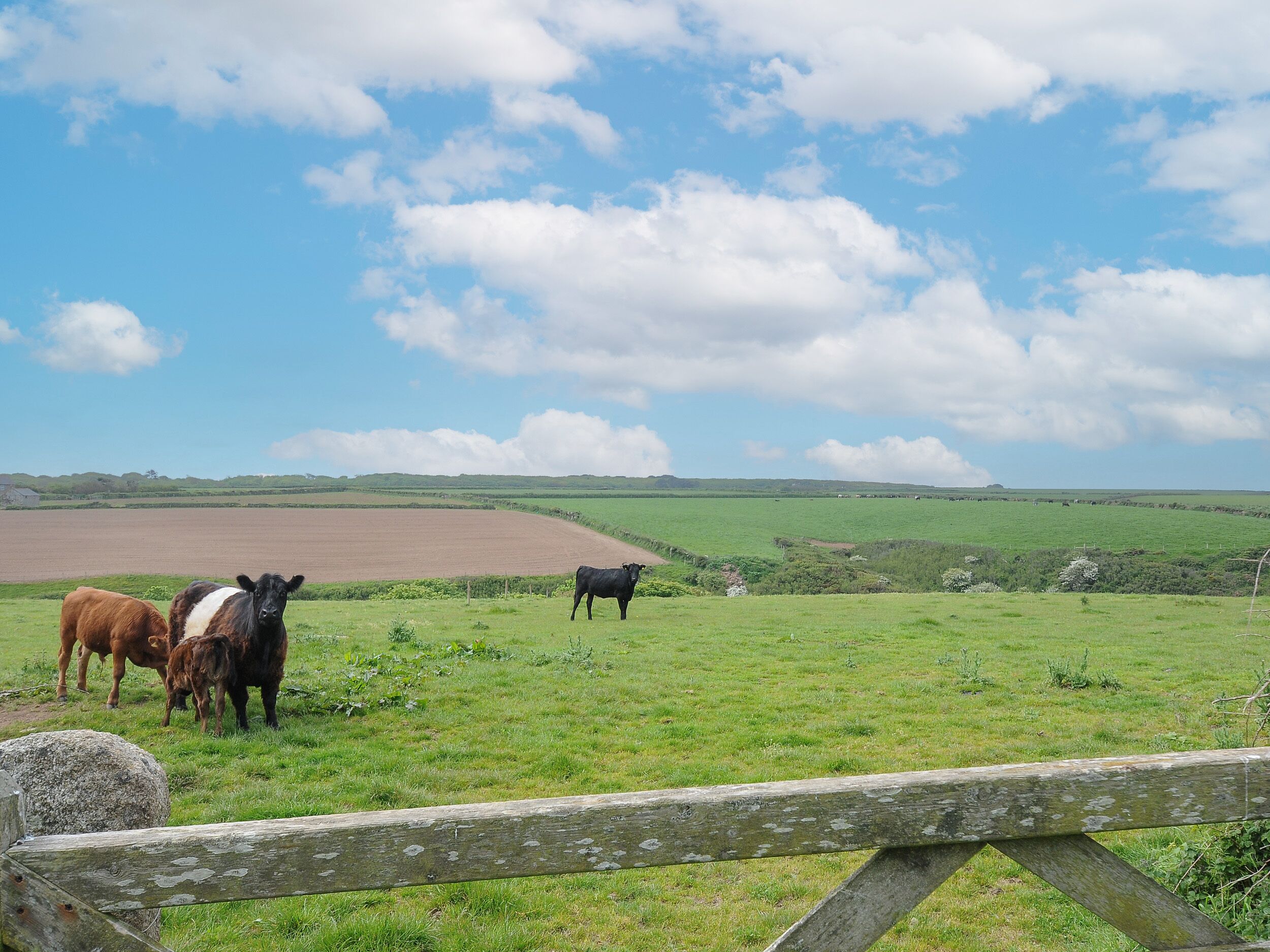 A rural landscape with a wooden fence, green fields, and cows.