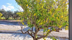 A tree with green and yellow leaves in a courtyard with stone flooring and a metal structure in the background. - My Cretan Village by Go4sea | Studio in Crete (Chorafakia)