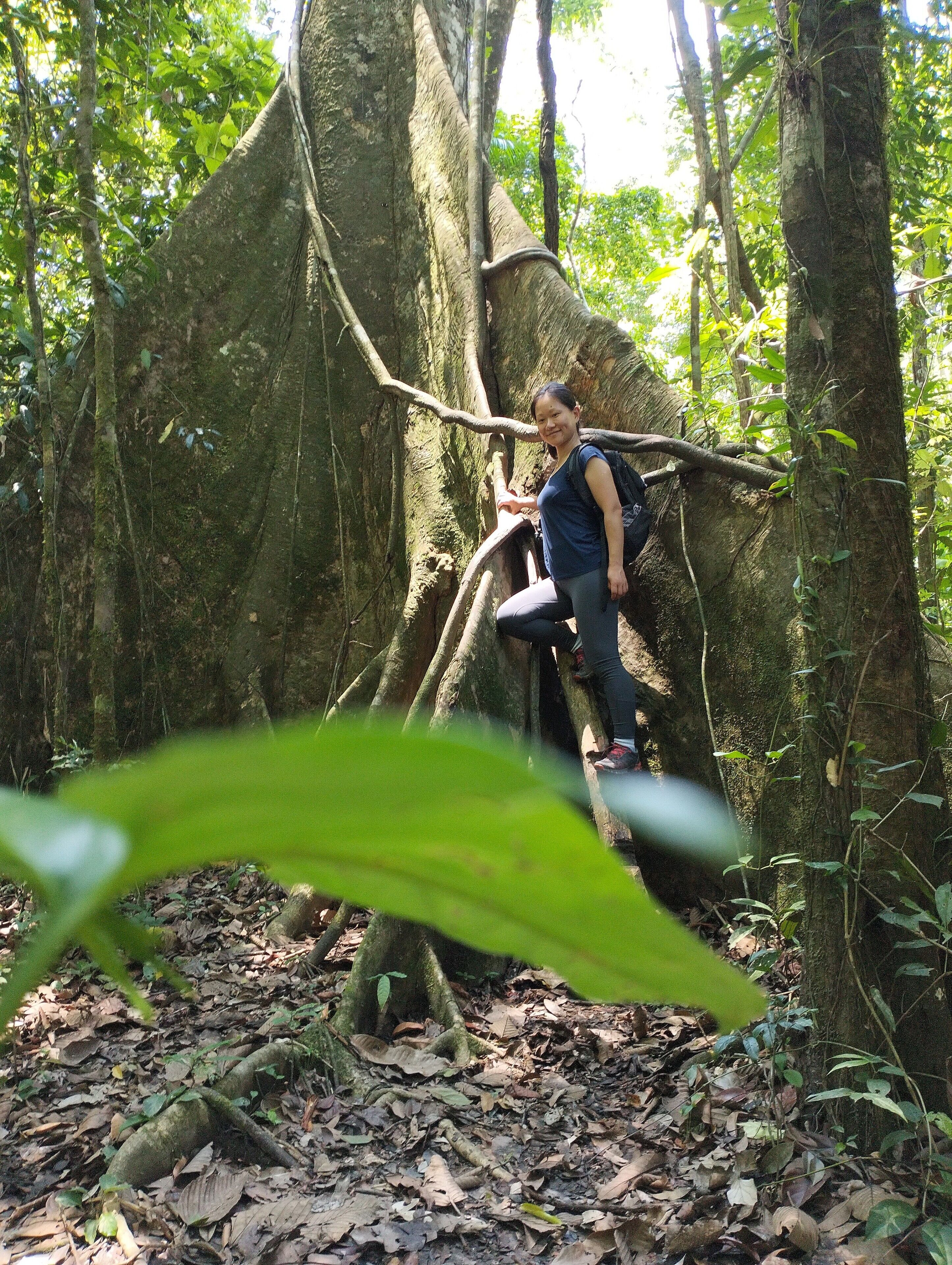 A person climbing a tree in a forested area.