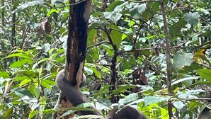 Un primate en un bosque denso, con abundante follaje verde y troncos de árboles.