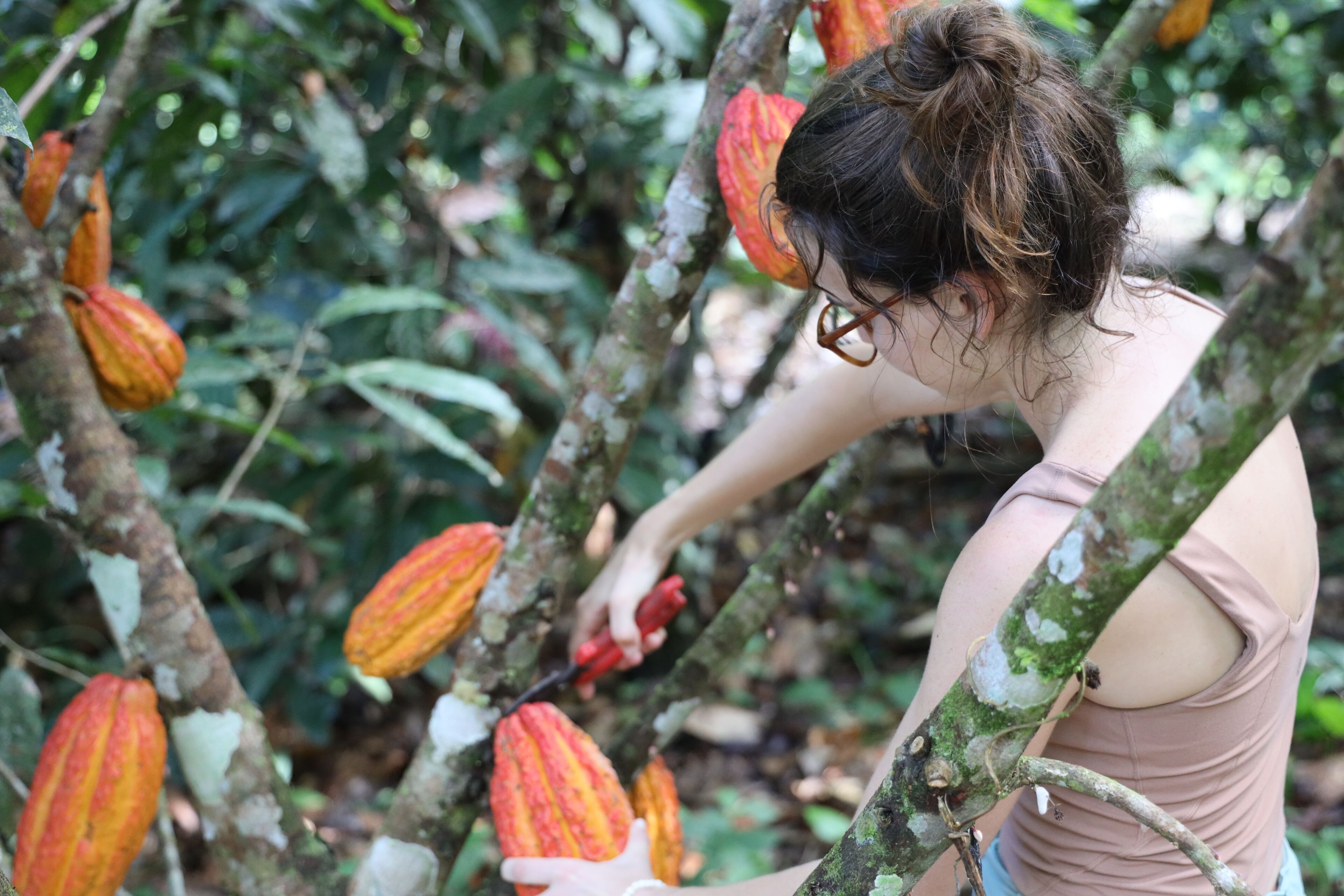 Une personne récoltant des cabosses de cacao sur un arbre.