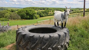 A goat standing on a large tire in a rural landscape with green fields and trees. - Ty Cariad (Carmarthen)