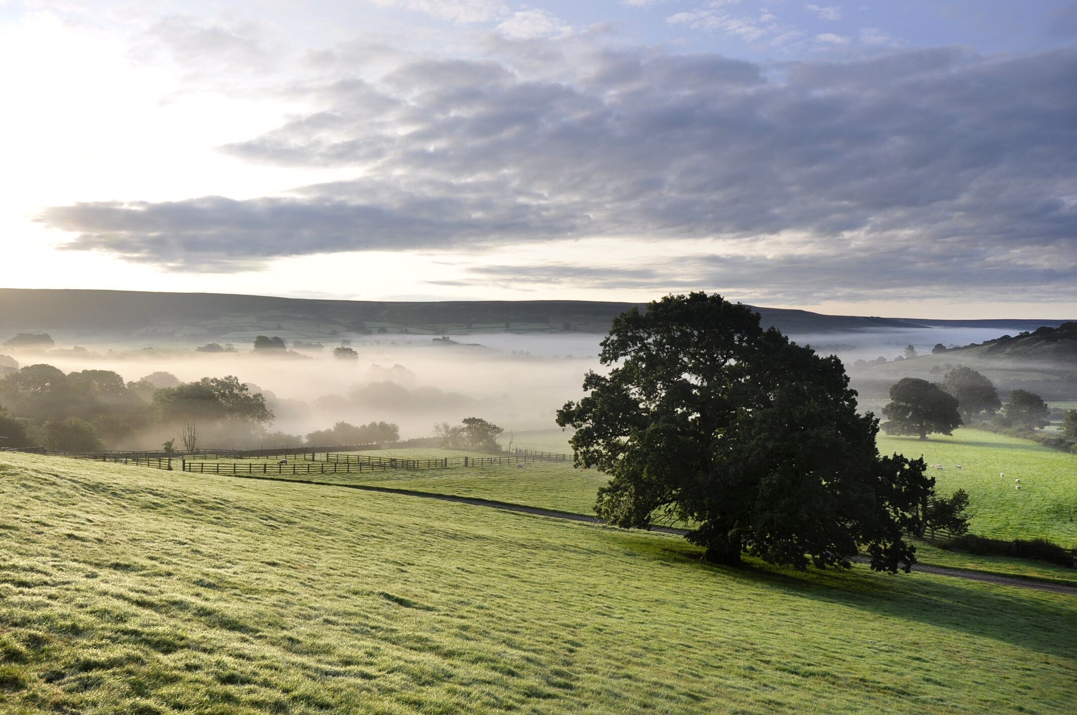 A misty landscape with rolling green fields, a prominent tree, and a distant view of a body of water.