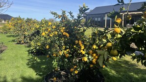 A citrus orchard with mature trees bearing fruit, a well-maintained lawn, and a building with a modern design in the background. - Ballygelvar (Cambridge)