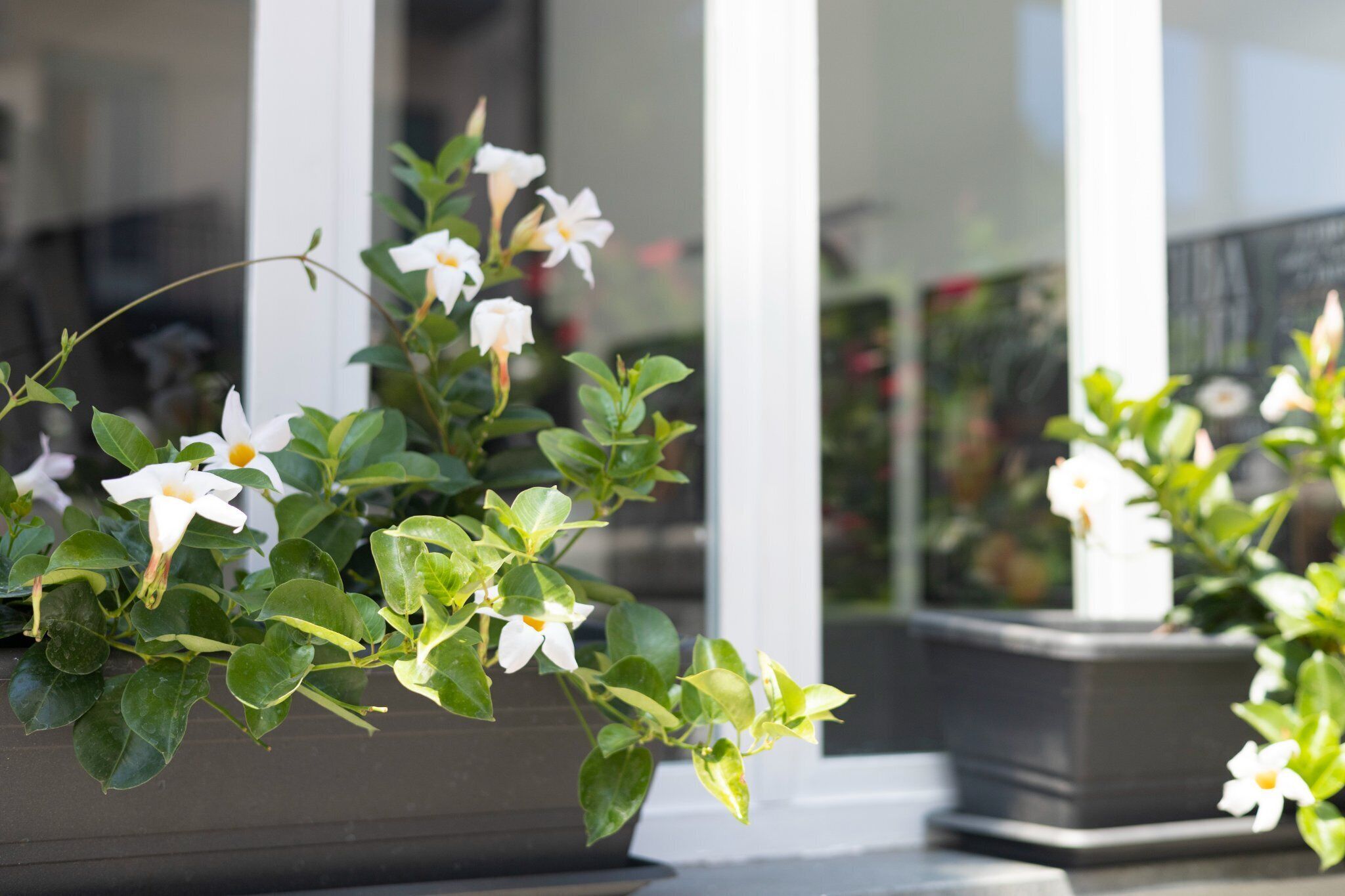 Ein Blumentopf mit weißen Blüten vor einem Gebäude mit weißen Säulen.