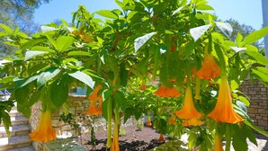 Un jardin avec un parterre en pierre où est plantée une espèce végétale aux fleurs oranges.