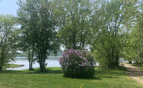 A serene lakeside park with lush green trees and a small bush with purple flowers.