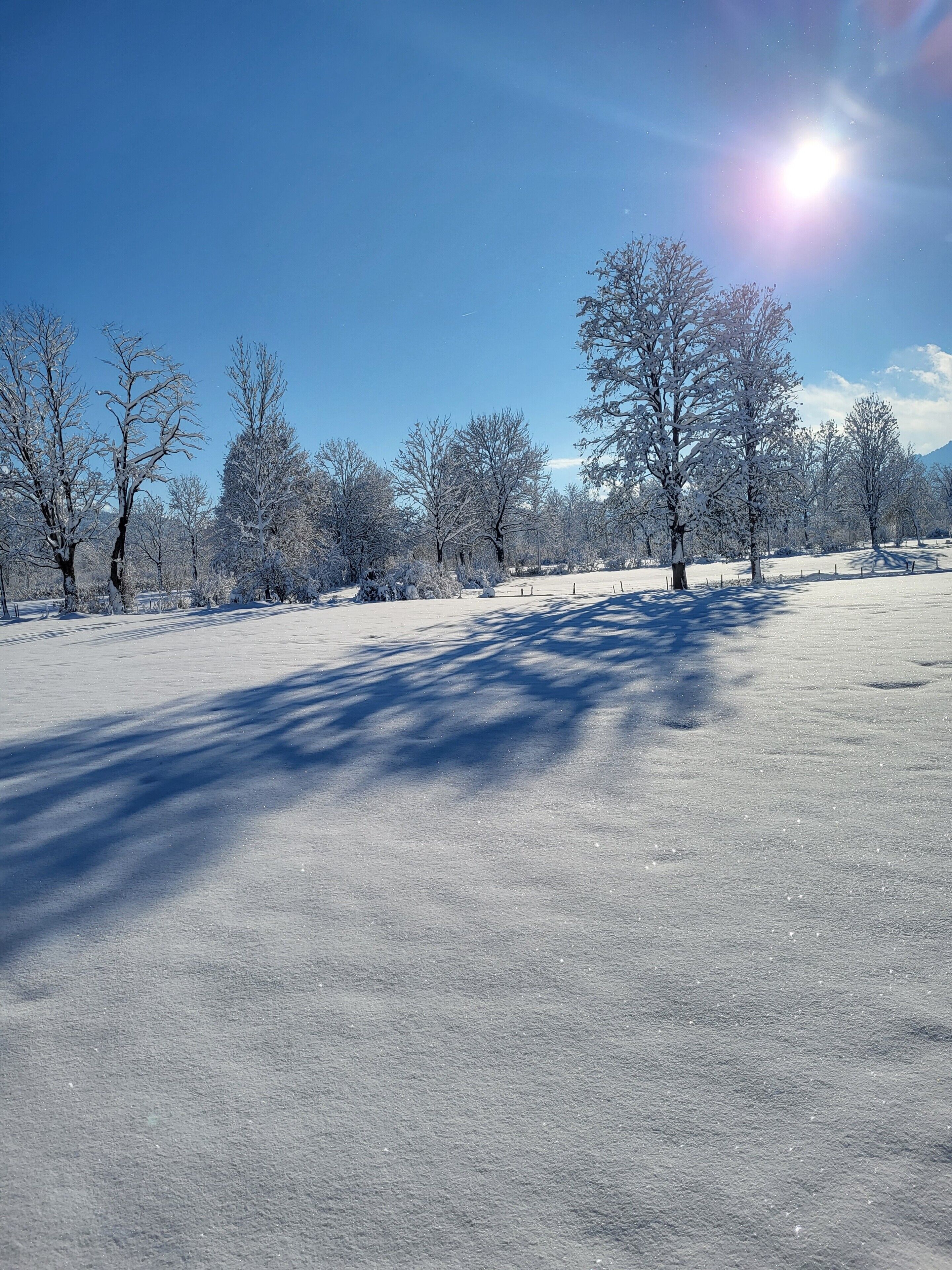 Schneebedeckte Landschaft mit Bäumen und blauem Himmel.