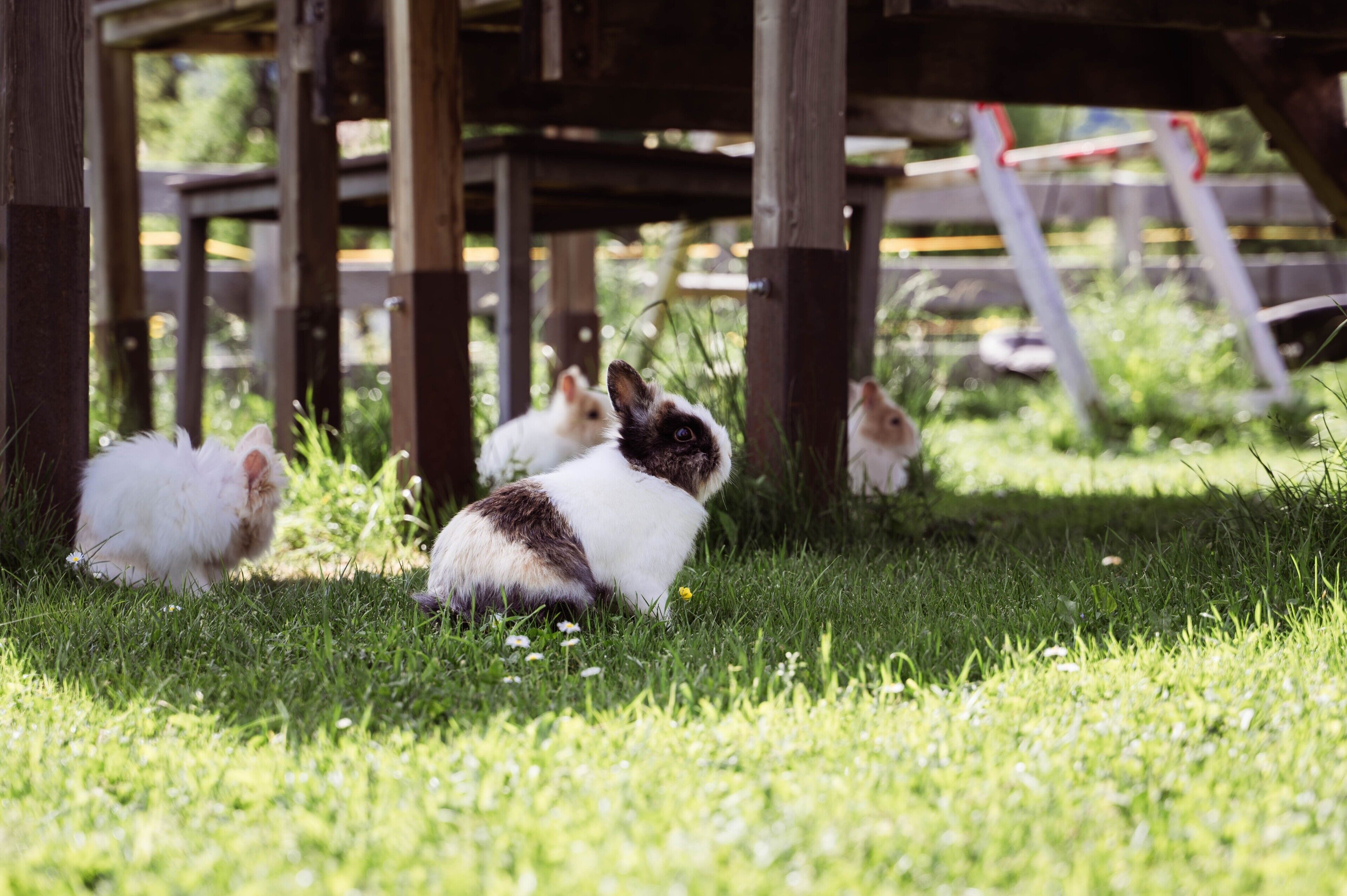 A group of rabbits in a grassy area with wooden structures in the background.
