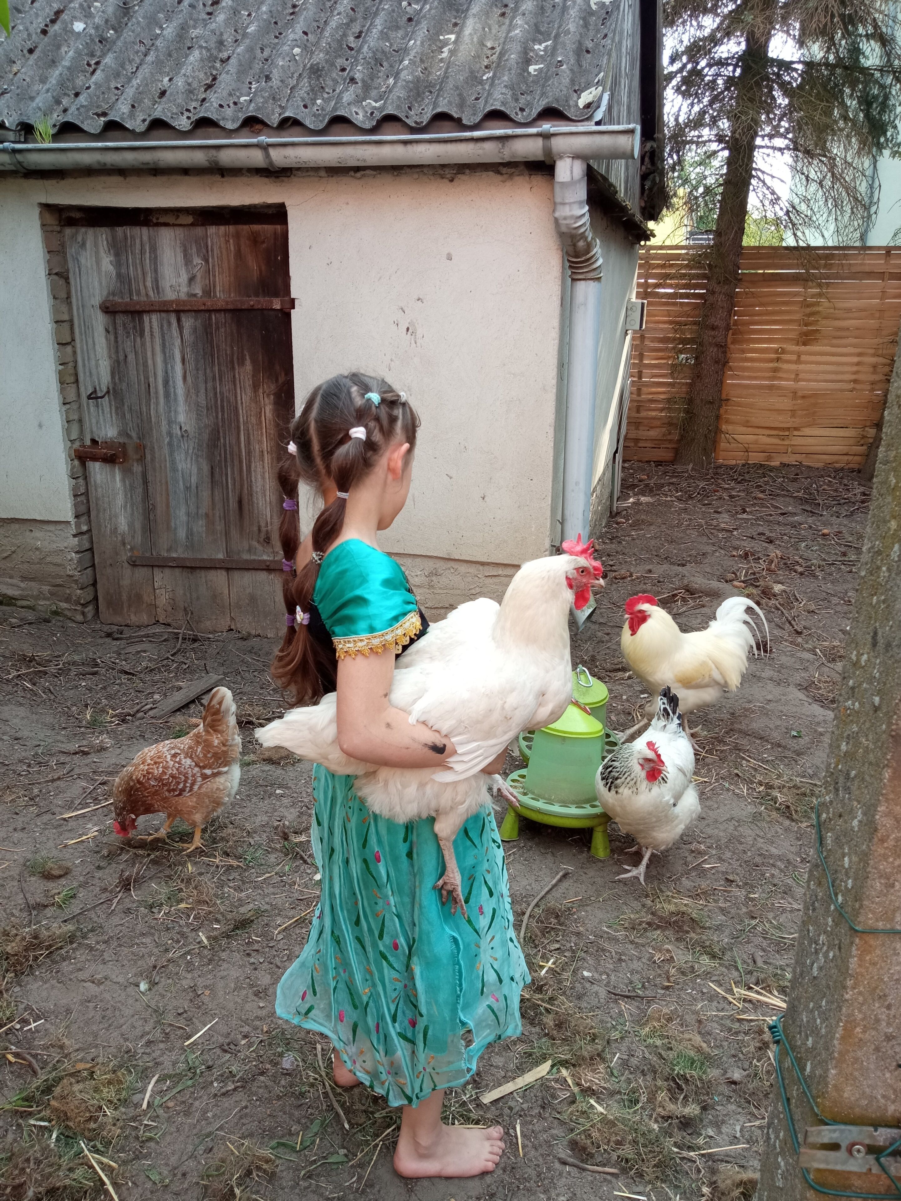Une personne tenant des poulets dans un cadre extérieur rustique, avec une porte en bois et un toit en tôle ondulée.