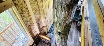 Immerse yourself with nature at this unique living tree-treehouse!  
