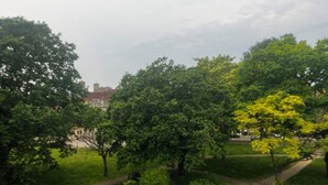 Un parque con árboles verdes y un camino.