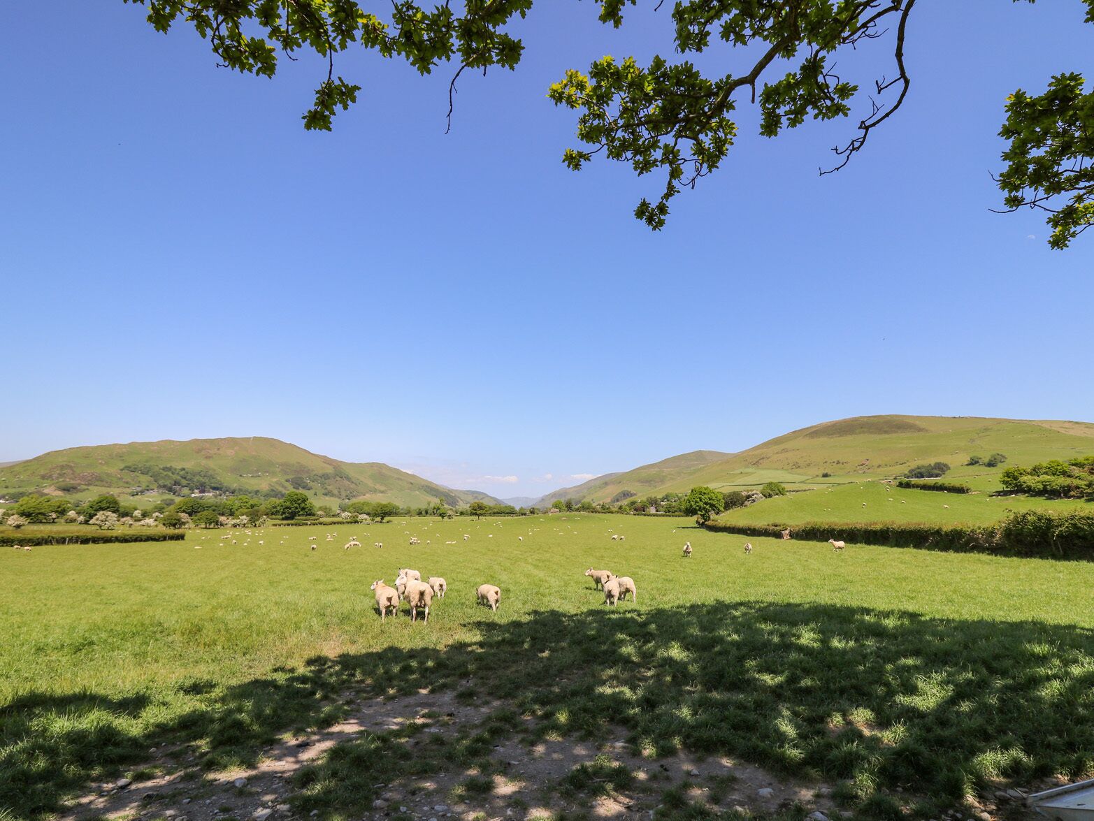 Ländliche Landschaft mit sanften Hügeln, blauem Himmel und einer Schafherde, die auf einer Wiese weidet.