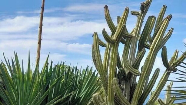 A desert garden with various cacti and agave plants. - Finca Las Barandas, Vista al Mar (Icod de los Vinos)