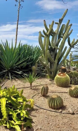 A desert garden with various cacti and agave plants.