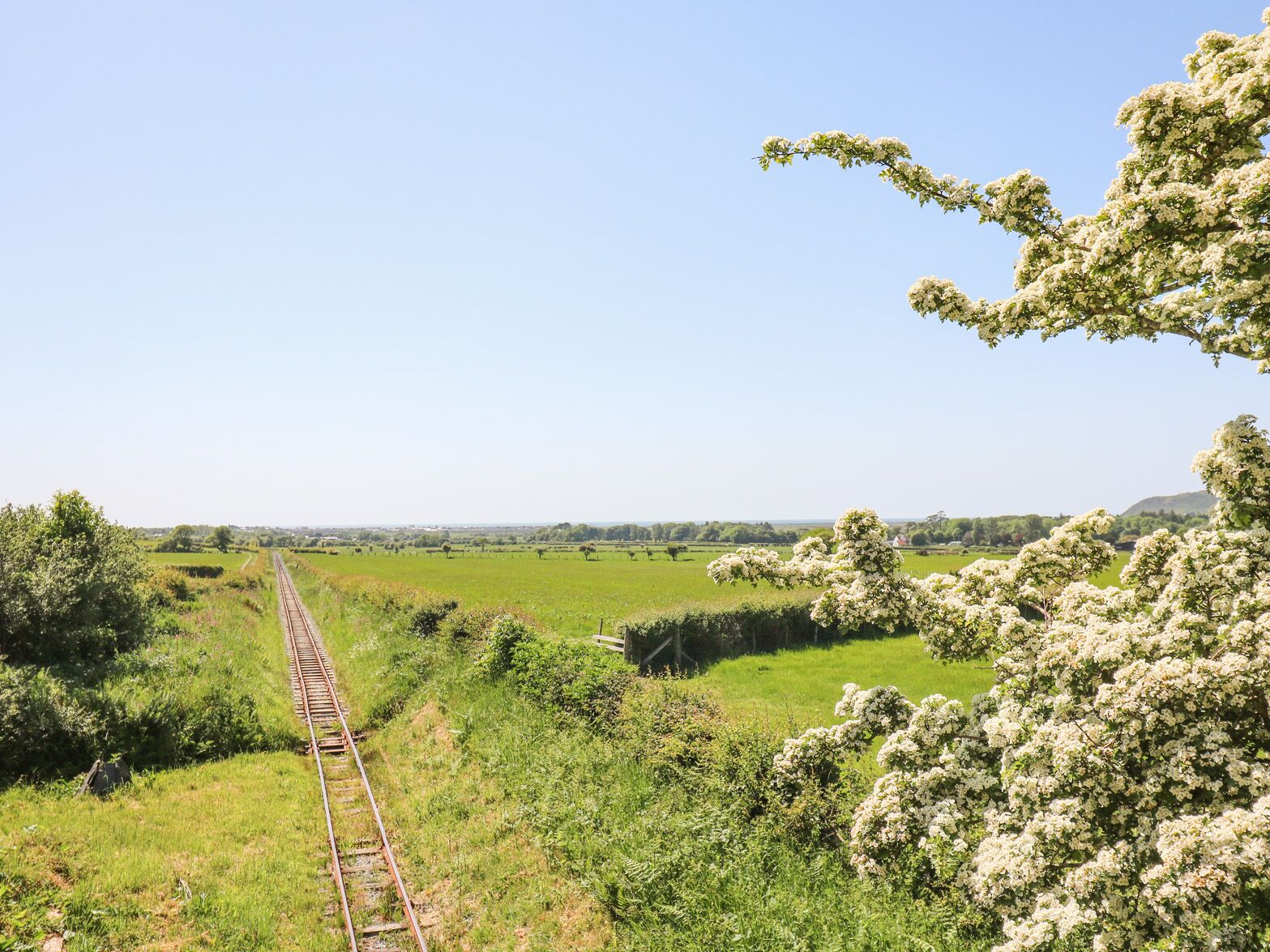 Un binario ferroviario che si estende verso l'orizzonte, fiancheggiato da una vegetazione rigogliosa e alberi in fiore.