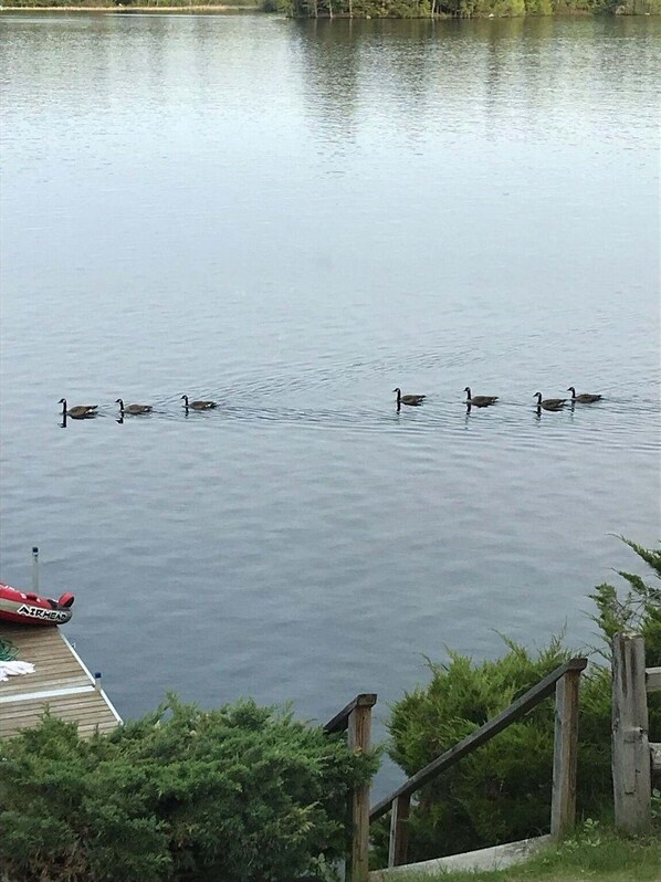 A calm lake with ducks swimming. - Annabessacook Retreat Limit 8 3 Bedroom Home by RedAwning (Winthrop)
