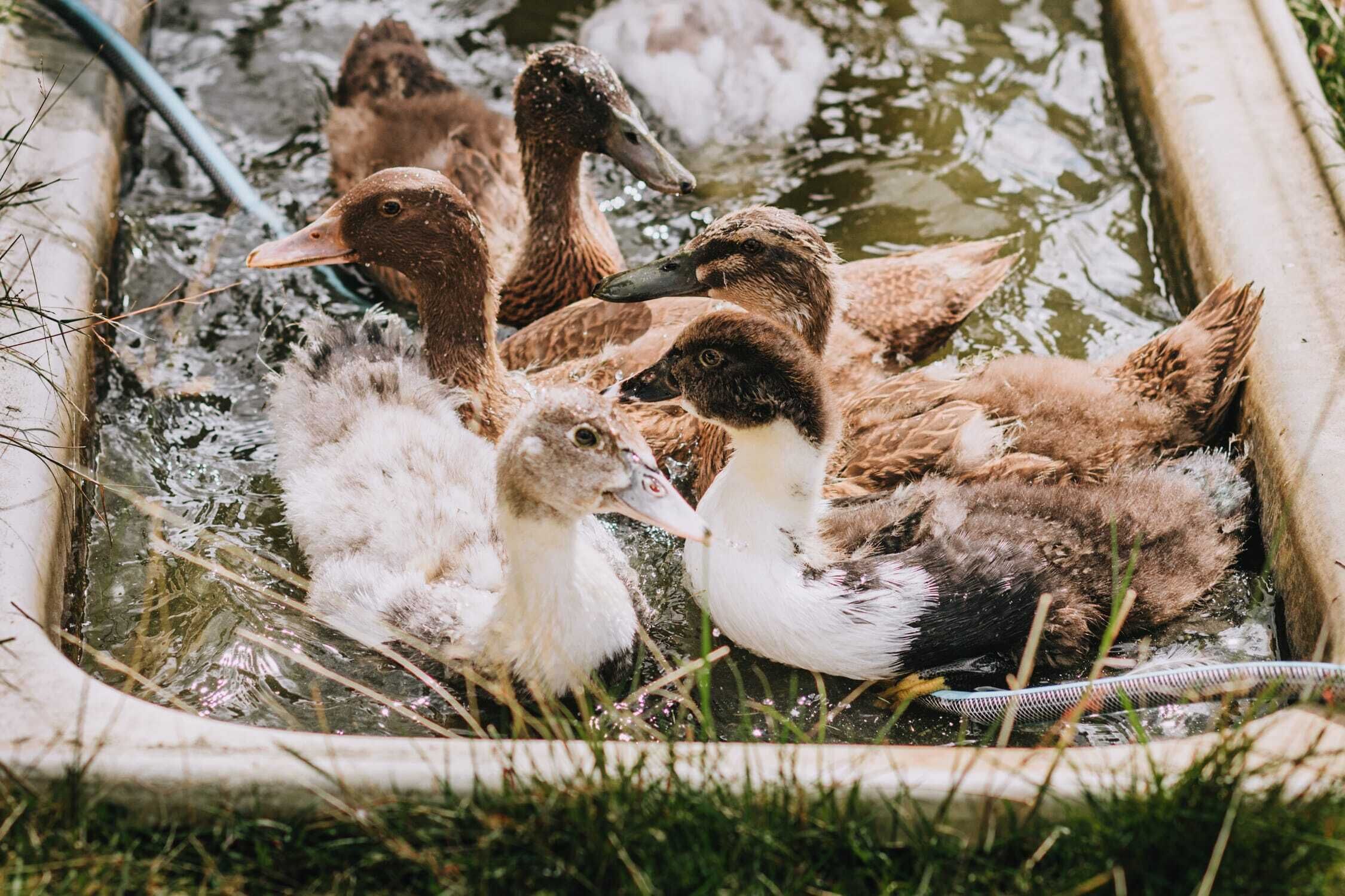 Un grupo de patos en un estanque.