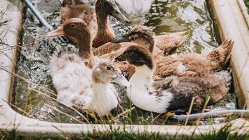 Un grupo de patos en un estanque.