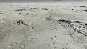 A beach with sand and sparse vegetation. - Private Home, Marsh Front Gorgeous View 874 Fiddlers Ridge (Fripp Island)
