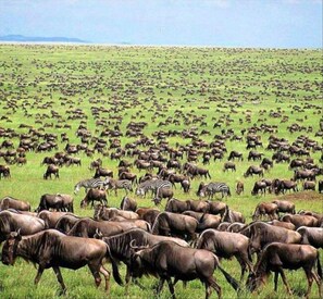 Property grounds - Oloiren Safari Cottage 4 (Narok)
