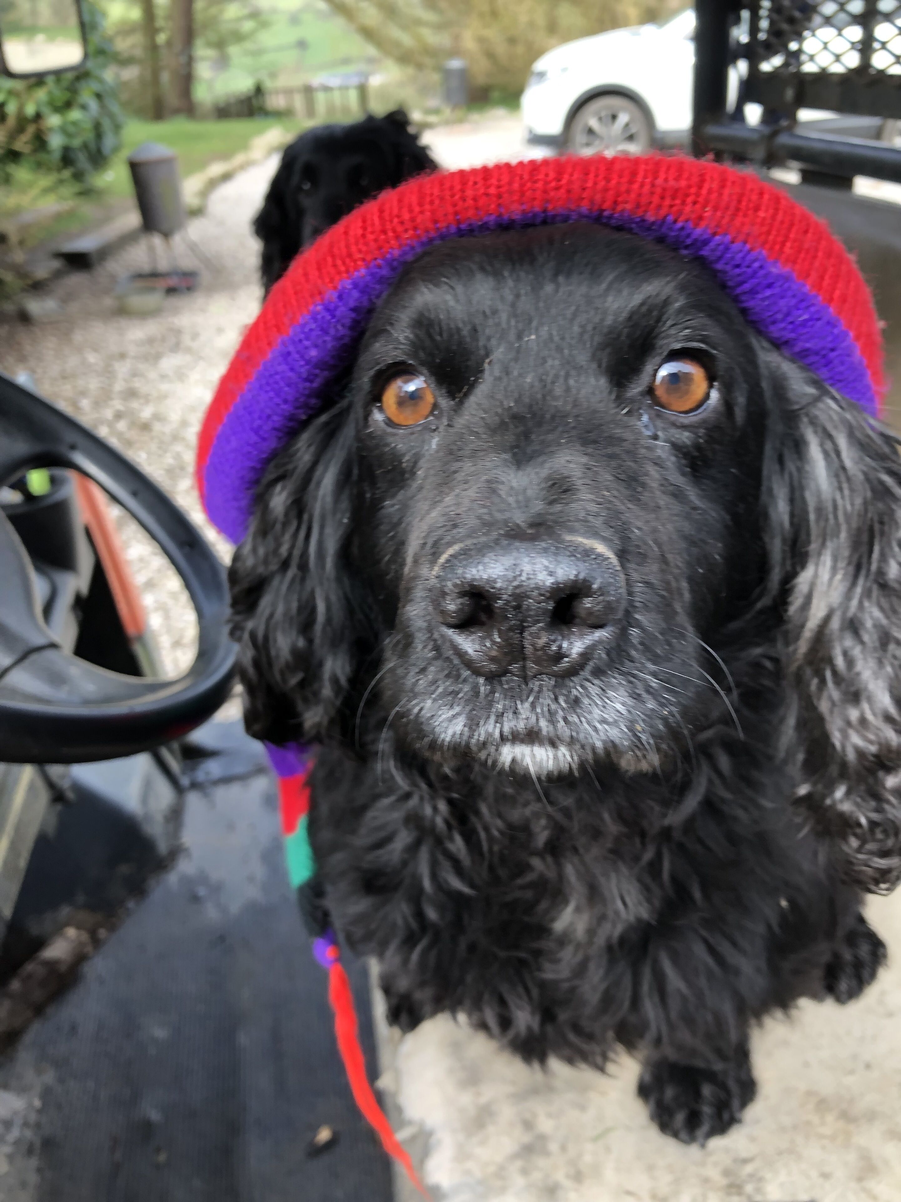 Un perro negro con un sombrero colorido.