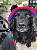 Un perro negro con un sombrero colorido.