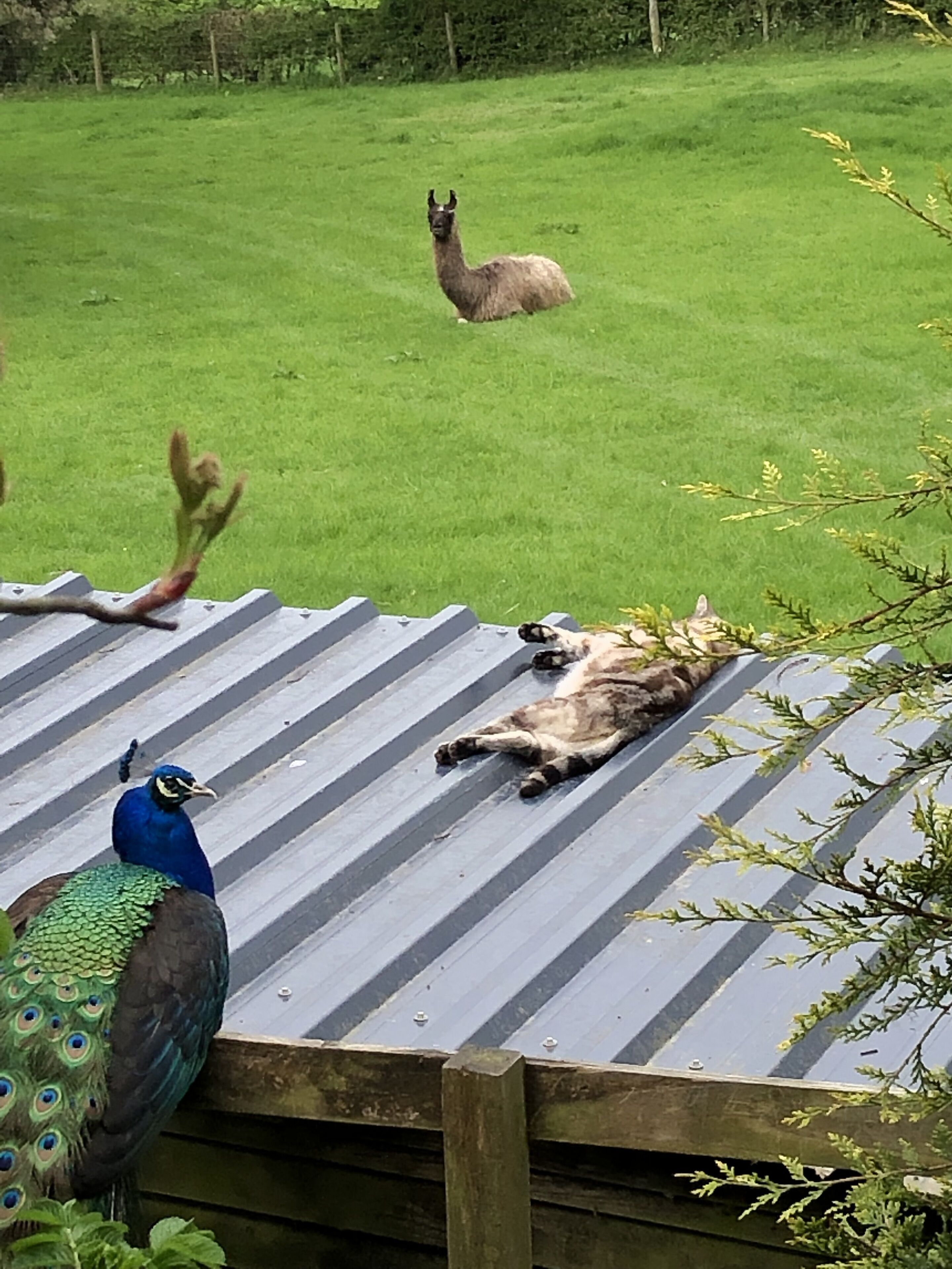 Un pavo real sobre un techo de metal, un campo verde y una llama al fondo.