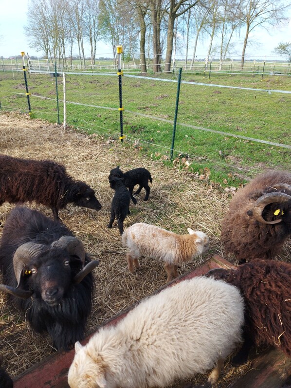 A group of sheep in a fenced enclosure with hay on the ground. - Vacation at the Uhlenhoff Ewiges Meer Apartment (Ihlow)