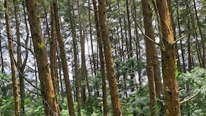 Metsäinen alue, jossa on maalaishenkinen puinen mökki ja pieni varasto.