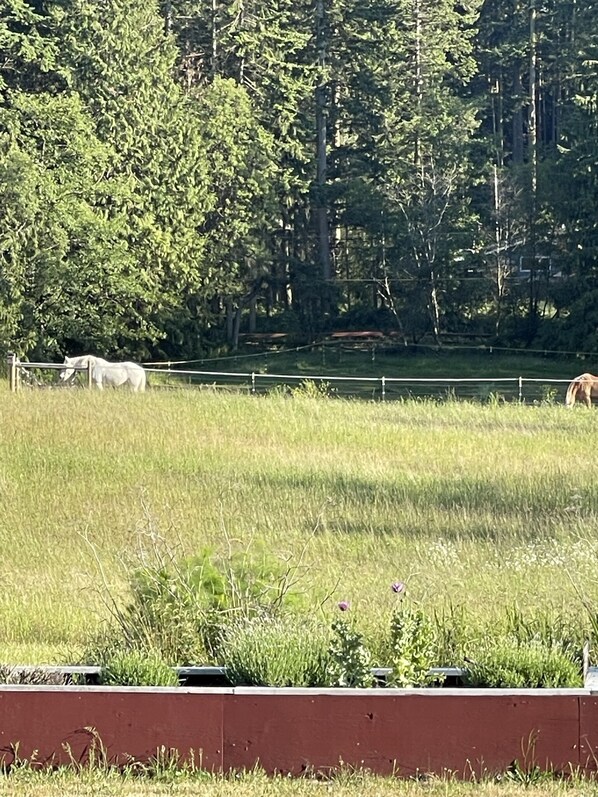 A fenced field with a horse grazing, surrounded by dense trees and a clear sky.