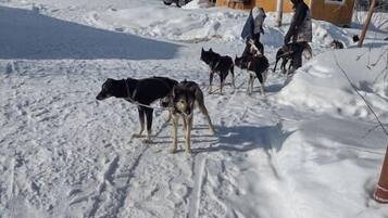 A snowy outdoor area with a wooden cabin and several dogs.