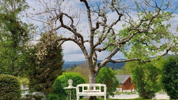 Una panchina bianca sotto un albero grande con una scultura su un piedistallo, circondata da vegetazione rigogliosa e una casa sullo sfondo.