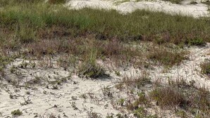Una spiaggia con dune di sabbia e vegetazione rada.