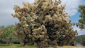 Et træ med tætte klynger af hvide blomster i en park.