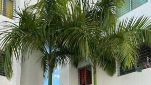 A building with multiple balconies, surrounded by palm trees and other greenery. - Comfortable 3 Rooms with pool, Wifi, 1st level (Santiago De Los Caballeros)