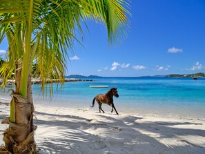 Exterior - The Aerial, BVI (East End)