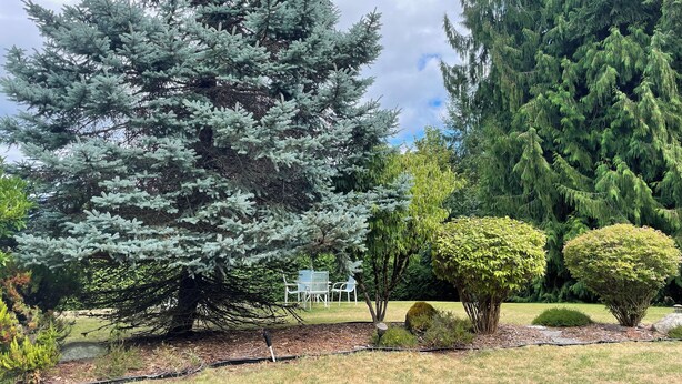 Un jardin où l’on trouve différentes espèces d’arbres, notamment un grand conifère et un arbuste plus petit.