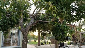 Un albero con frutti verdi in un'area esterna curata, con patio e posti a sedere.
