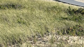 Une plage bordée d’une côte rocheuse, avec un banc en bois et une promenade dallée.